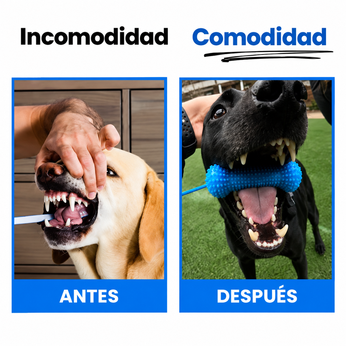 Mordedor Dental 2 En 1