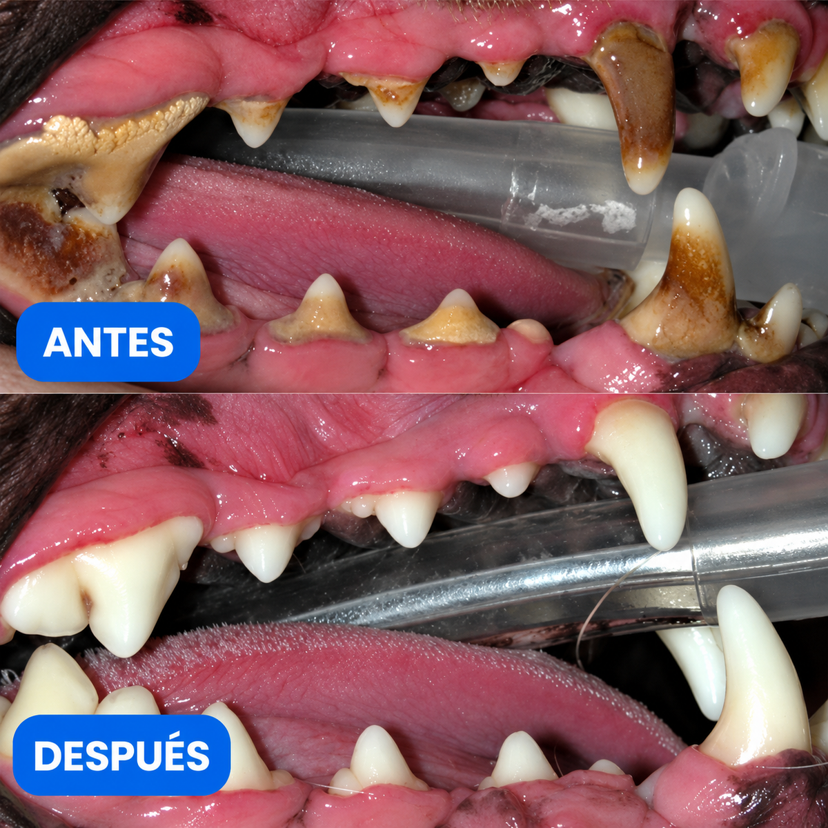 Mordedor Dental 2 En 1